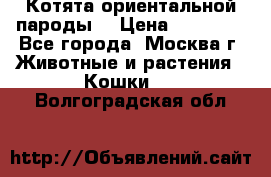 Котята ориентальной пароды  › Цена ­ 12 000 - Все города, Москва г. Животные и растения » Кошки   . Волгоградская обл.